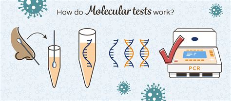 Molecular testing: How it works, types, and more .